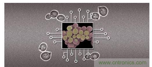 酵母菌(中)就像電子組件般的互連在一起，只不過這些細(xì)胞并非透過電線交流，而是經(jīng)由僅能以適當(dāng)接受器注入細(xì)胞的化學(xué)藥物進(jìn)行互動(dòng)。