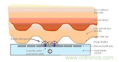 黑客竟能從手指照片復(fù)制指紋，指紋識別還安全嗎？