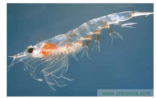 可大量供應(yīng)的普通蝦殼中含有開發(fā)高效率有機太陽能電池所需的成份。