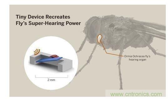 顯示研究人員們經(jīng)由這種寄生蠅的聲音處理機制啟發(fā)，開發(fā)出一款低功耗的麥克風(fēng)組件。