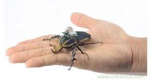 研究人員觀察手中的花甲蟲及其背包等細(xì)節(jié)。