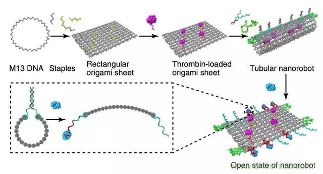 中美科學家聯(lián)手，用DNA納米機器人殺死癌細胞