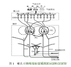 仿生傳感器的定義、原理、分類及應(yīng)用
