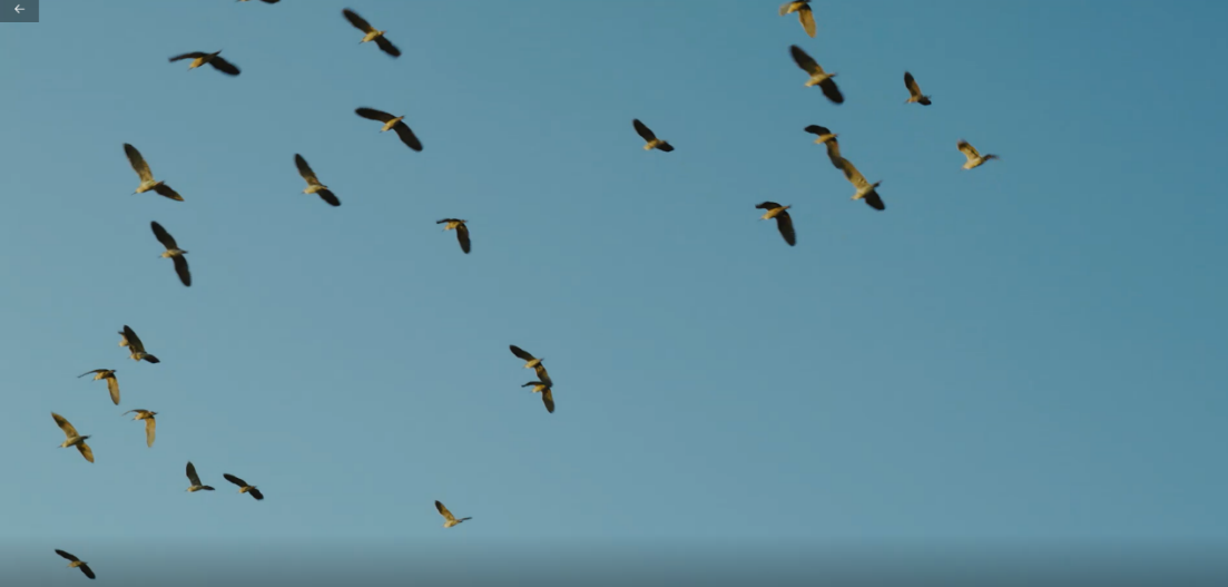 世界濕地日：?？低晹y手一個地球自然基金會，在上海守護這個重要“驛站”