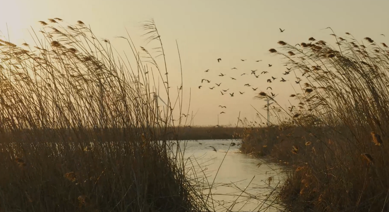 世界濕地日：海康威視攜手一個地球自然基金會，在上海守護這個重要“驛站”
