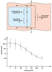  圖3.人體皮膚的三種主要RC分層模型：(a) Tregear、(b) Lykken、(c) Montague